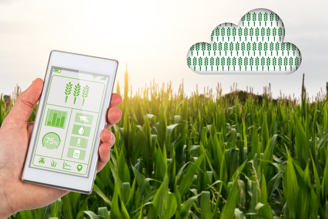 Agritech concept smartphone app linking to cloud in corn field